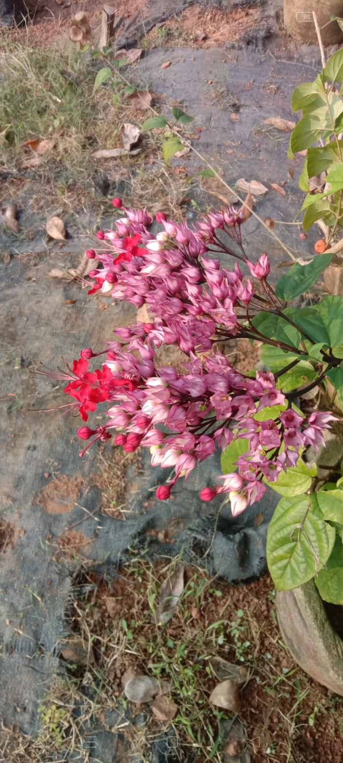 Red Bleeding Heart Vine | Clerodendrum Creeper with Hanging Flowers