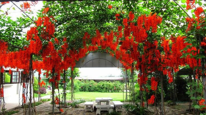 Ashiyana Rang-E-Laalima Vine with bright crimson-red claw-shaped flowers blooming on dark green foliage – rare exotic creeper for garden elegance.