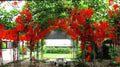 Ashiyana Rang-E-Laalima Vine with bright crimson-red claw-shaped flowers blooming on dark green foliage – rare exotic creeper for garden elegance.