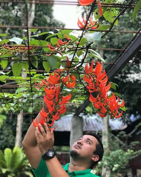 Red Jade Vine Plant | Strongylodon Macrobotrys | Rare Exotic Creeper