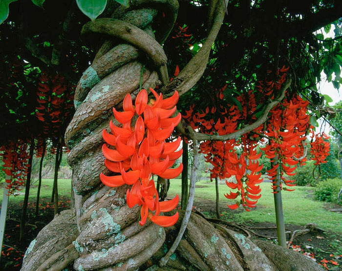 Red Jade Vine Plant | Strongylodon Macrobotrys | Rare Exotic Creeper