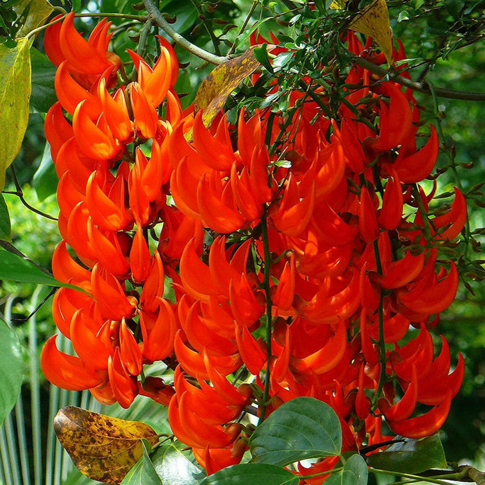 Red Jade Vine Plant | Strongylodon Macrobotrys | Rare Exotic Creeper