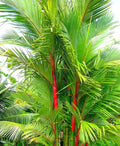 Red palm landscaping plant