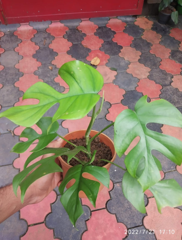 Rhaphidophora Tetrasperma (Semishade Creeper)