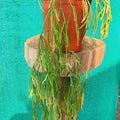 Rhipsalis Baccifera