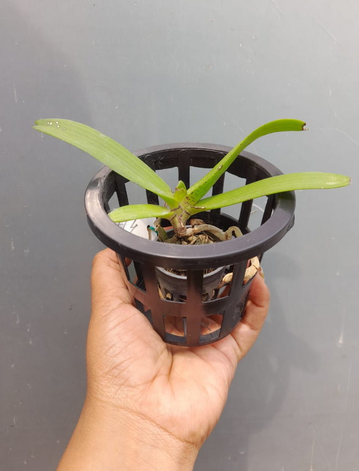 Rhynchostylis 1 Fragrance Orchid
