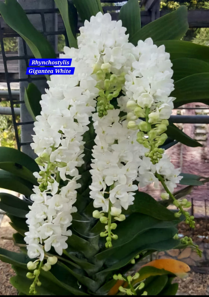 Rhynchostylis exotic (Pack of 6)