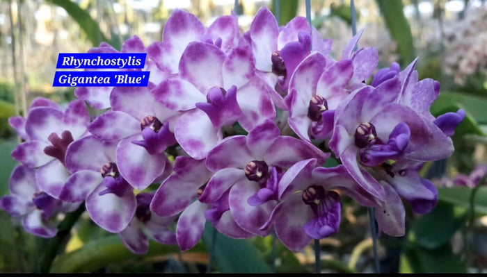 Rhynchostylis exotic (Pack of 6)