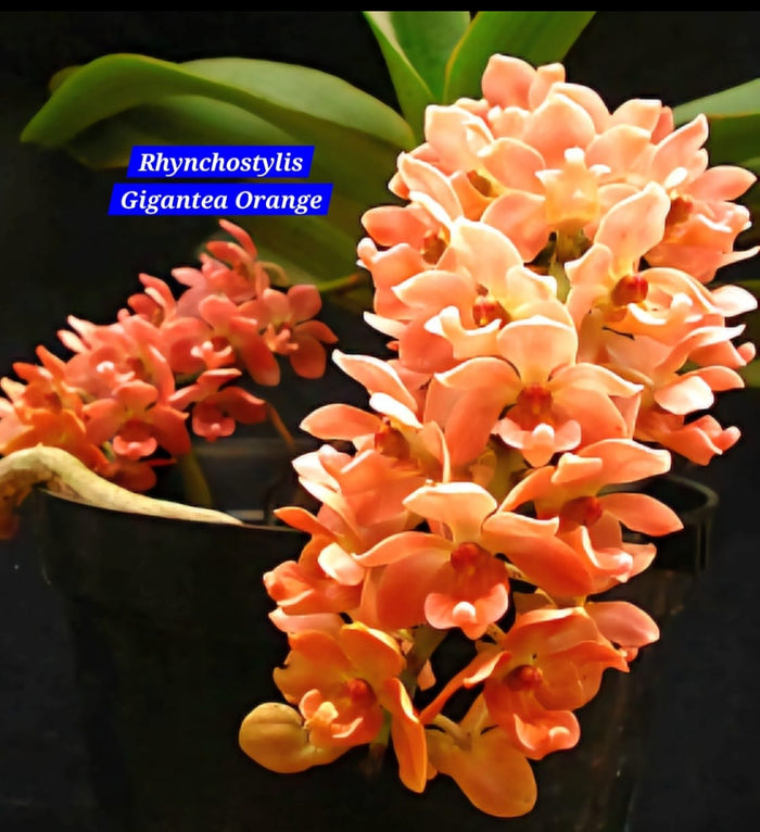 Rhynchostylis orange Fragrance Orchid 6