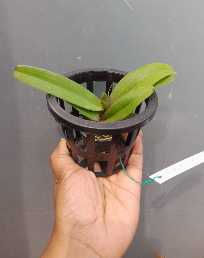 Rhynchostylis orange Fragrance Orchid 6