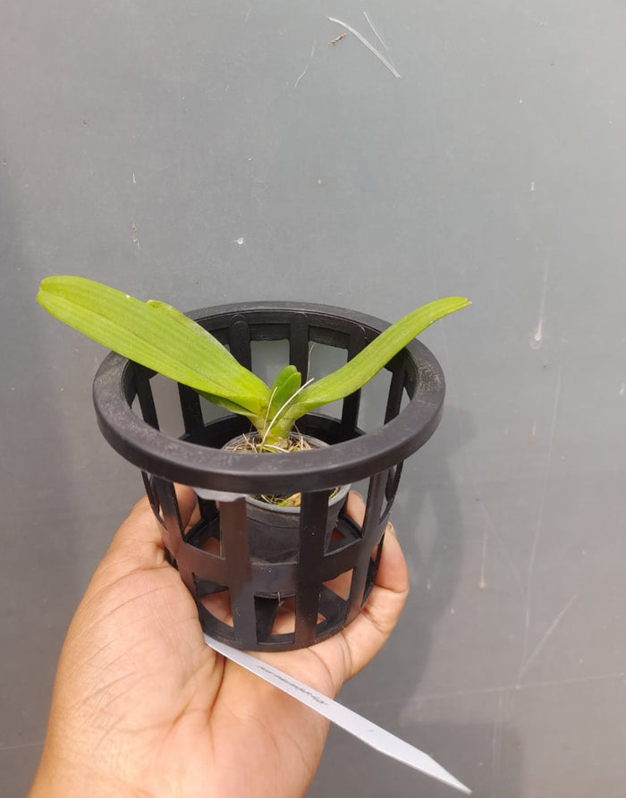 Rhynchostylis orange Fragrance Orchid 6