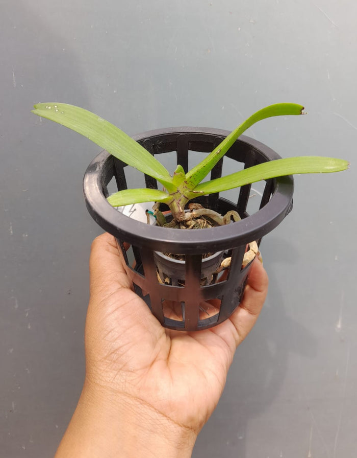 Rhynchostylis orange Fragrance Orchid 6
