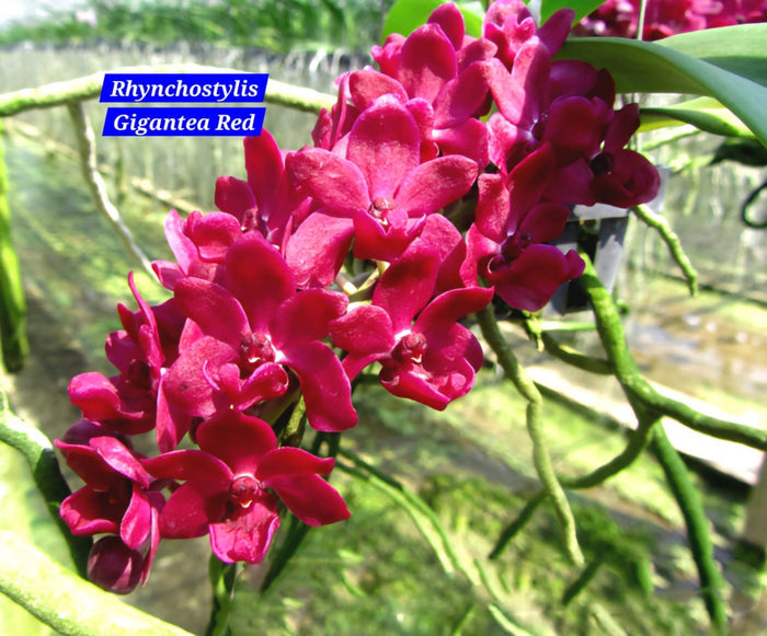 Rhynchostylis Red fragrance orchid 5