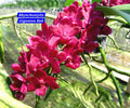 Rhynchostylis Red fragrance orchid 5