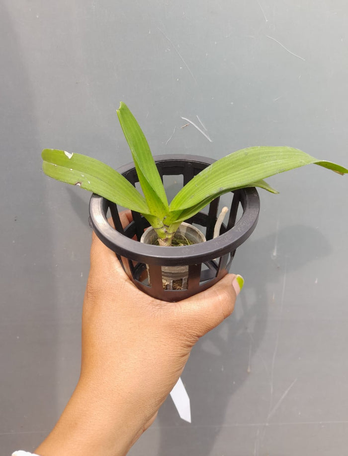 Rhynchostylis White 2  Fragrance Orchid
