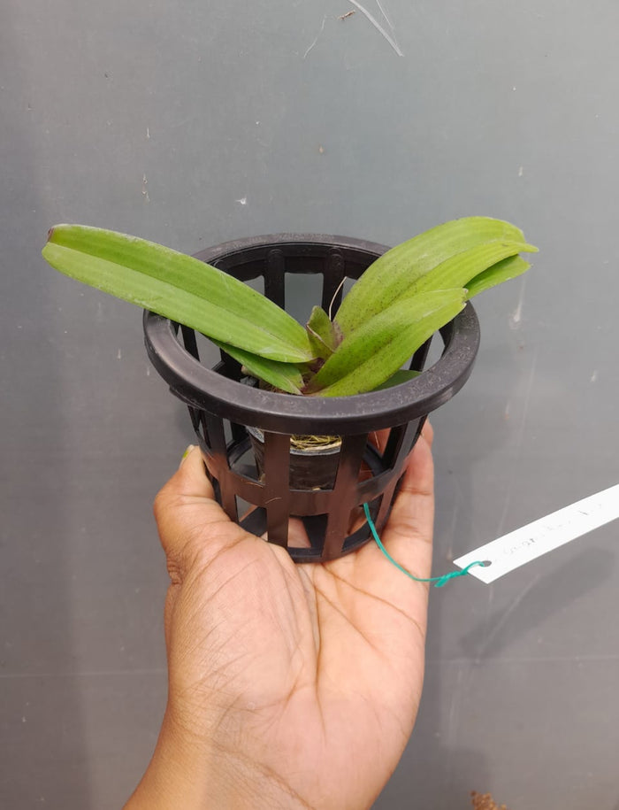 Rhynchostylis White 2  Fragrance Orchid