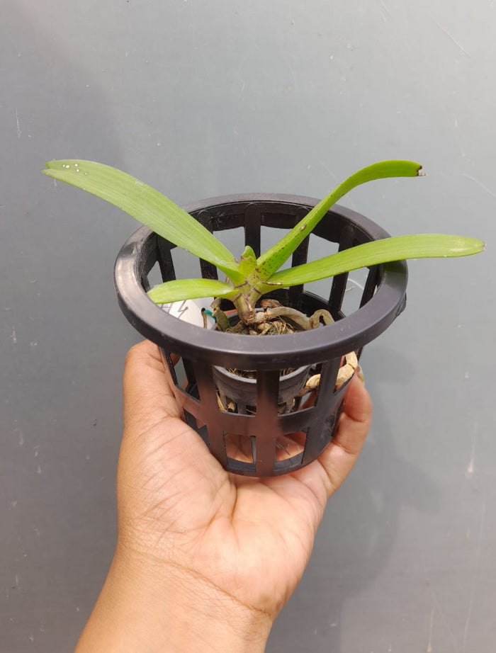 Rhynchostylis White 2  Fragrance Orchid
