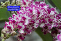 Rhynchostylis White pink Fragrance Orchid 4