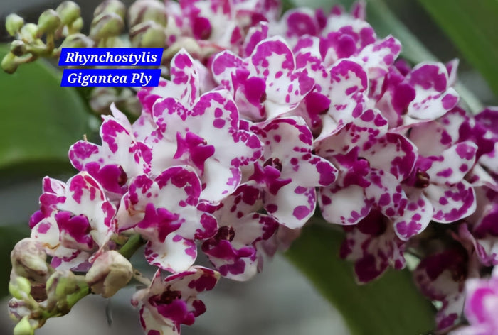 Rhynchostylis White pink Fragrance Orchid 4