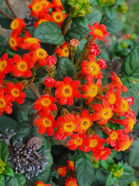 Rondeletia Odorata Shrub Plant | Fragrant Orange Cluster Flower Shrub