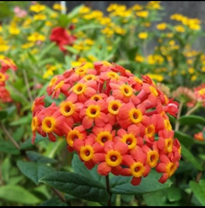 Rondeletia Odorata Shrub Plant | Fragrant Orange Cluster Flower Shrub
