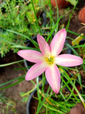 Rose perfection Rain Lily seed bulb