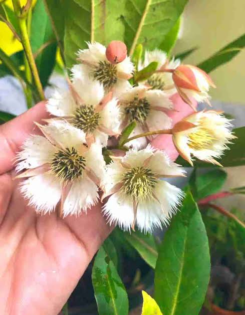 Rudraksha (Elaeocarpus ganitrus / Elaeocarpus sphaericus)