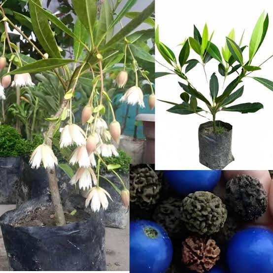 Rudraksha (Elaeocarpus ganitrus / Elaeocarpus sphaericus)