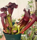 Sarracenia carnivorous