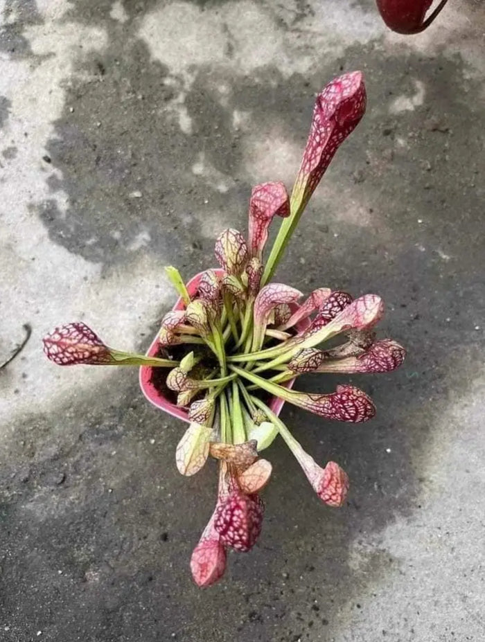 Sarracenia carnivorous