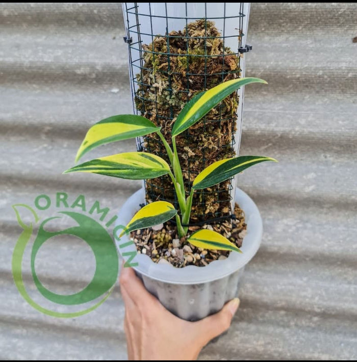 Scindapsus Coriaceus Veriegated plant (Semishade)