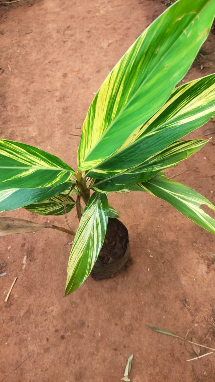 Shell Ginger Veriegated plant