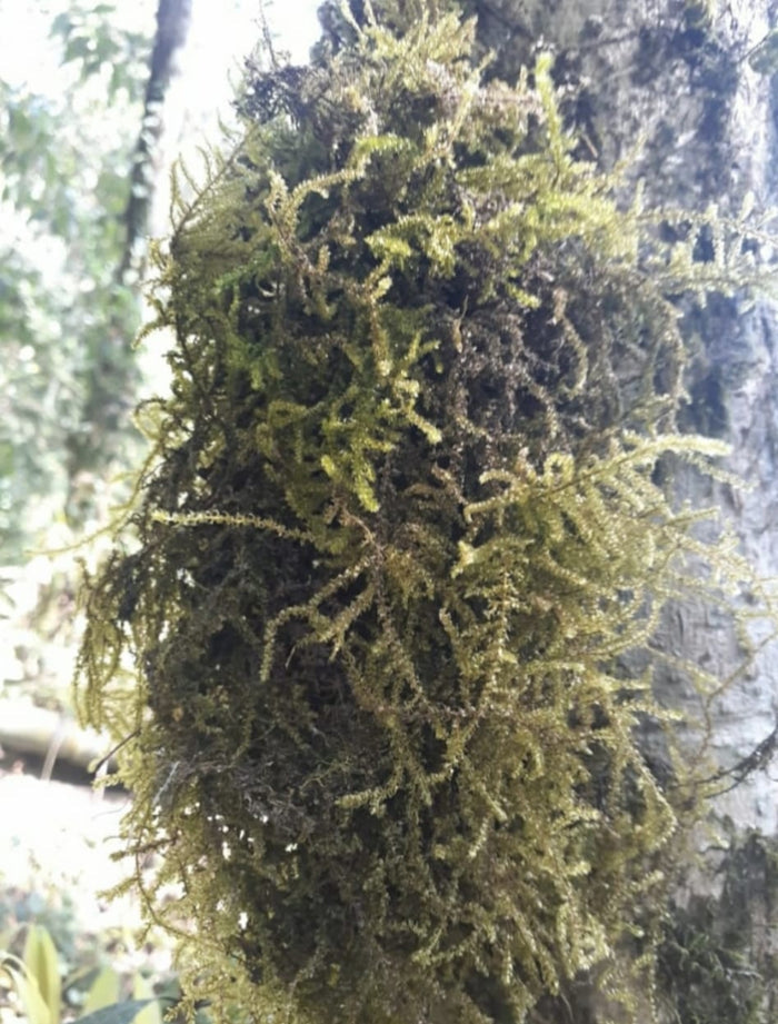 Spagnum Moss 1 kilograms