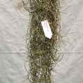 Spanish Moss