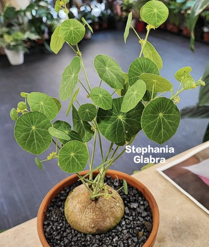 Stephania Glabra (1.5 kg)