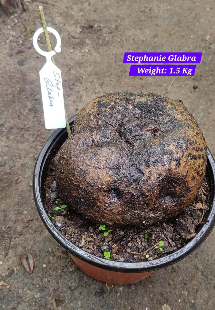 Stephania Glabra (1.5 kg)