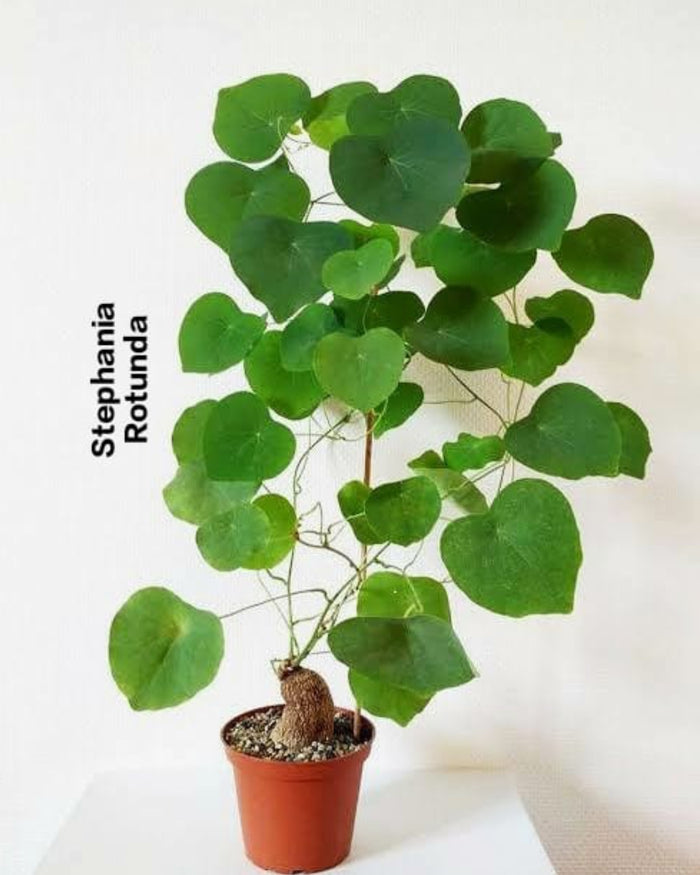 Stephania Rotunda (Low maintenance plant)