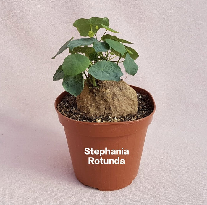 Stephania Rotunda (Low maintenance plant)