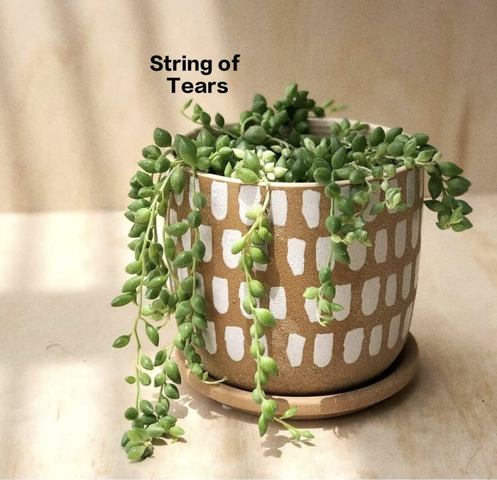 String of Tears