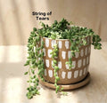 String of Tears