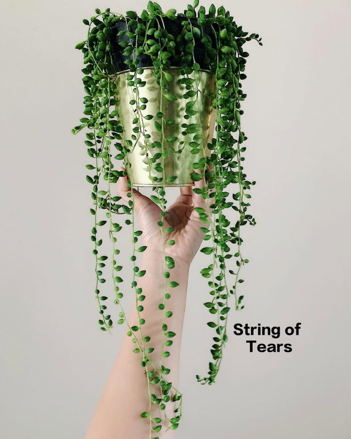 String of Tears