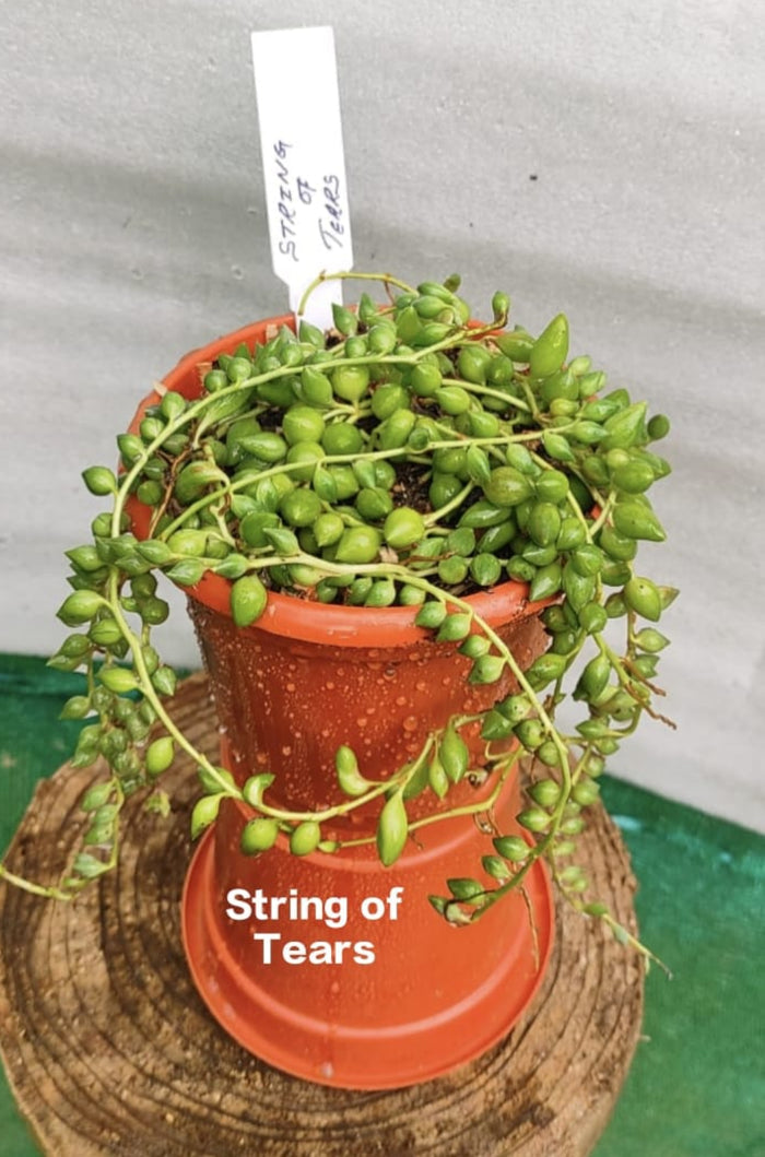 String of Tears