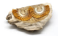 Sun Fringe Earrings