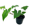 Syngonium Podophyllum -Green Arrow  plant Good