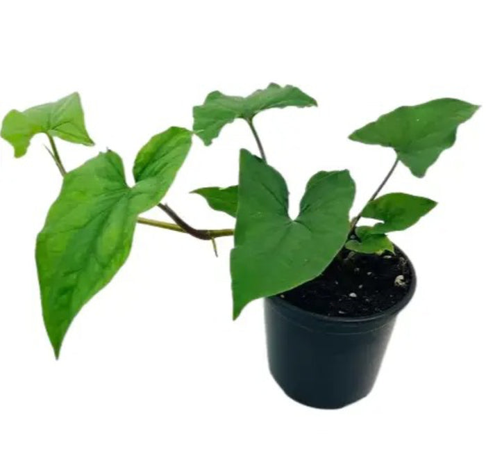 Syngonium Podophyllum -Green Arrow  plant Good