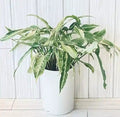 Syngonium Starlite/ satrlight  plant Good