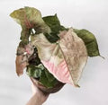 Syngonium 'Strawbeery Ice'Rare - plant Good