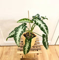 Syngonium Wendlandii Silver Goosefoot/Southern Star plant Good