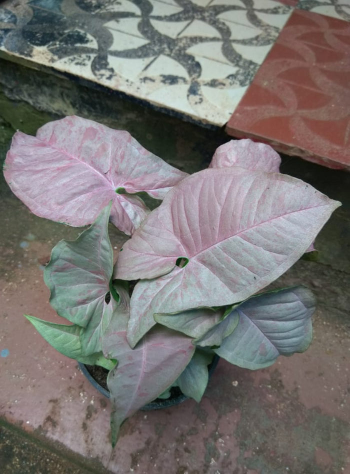 Syngoniyam pink spot (Semishade plant)