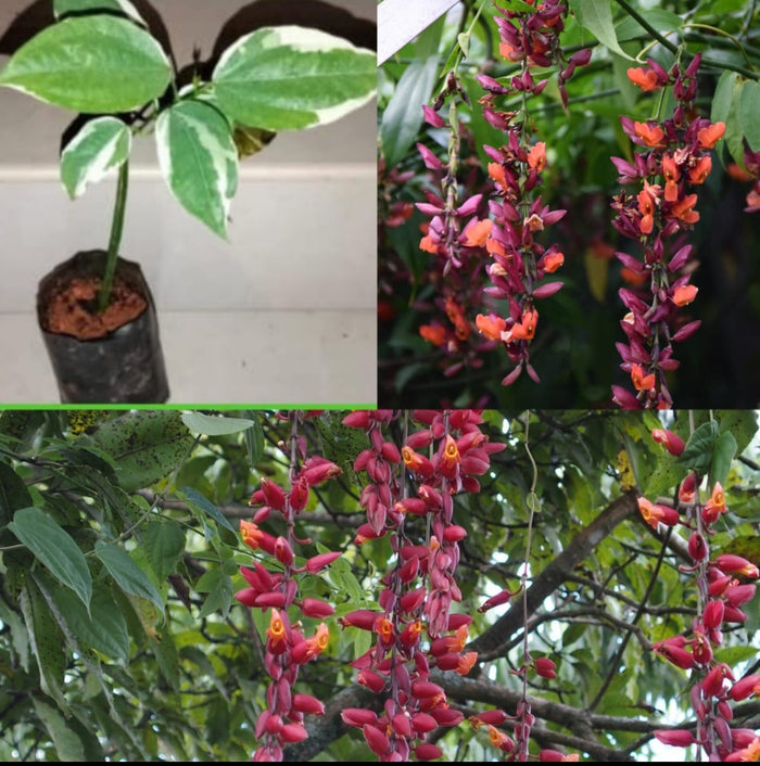 Thunbergia Coccinea Variegated | Variegated Scarlet Clock Vine